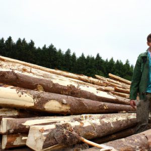 Person examining timber production process